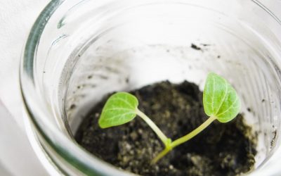 Navigating Corporate Social Responsibility: A Blueprint for Ethical Business Impact